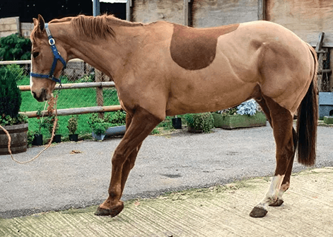 horse treatment