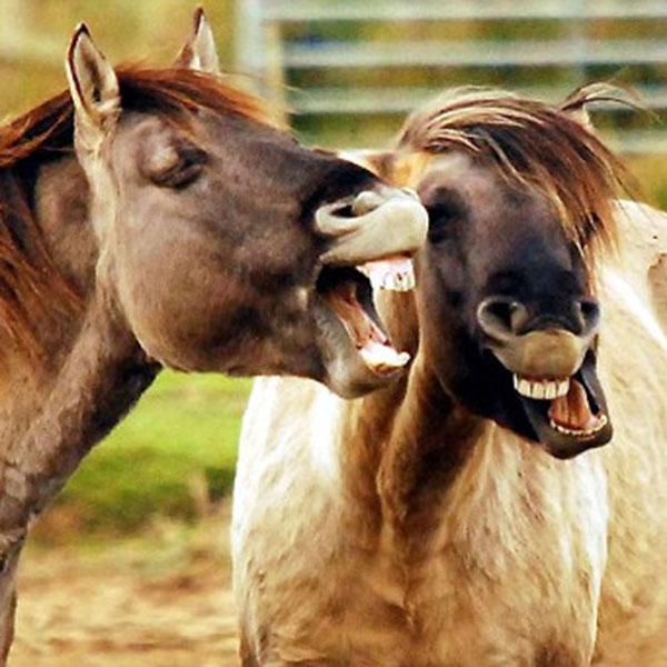 zuby koní