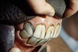 Kiek dantų turi arklys ir kaip tinkamai juos prižiūrėti, defektus ir gydymą