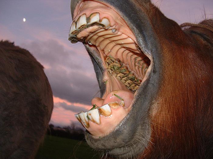 zuby koně