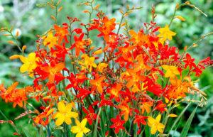Japoniškų gladiolių auginimo aprašymas ir ypatybės, sodinimas ir priežiūra