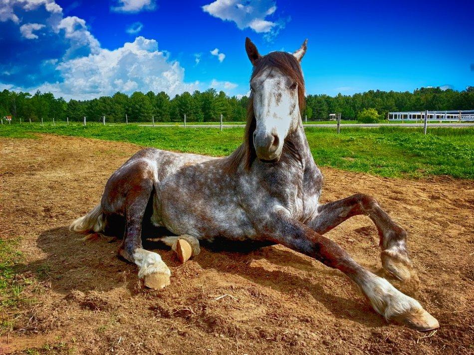 kůň na trávě