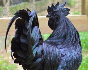 De geschiedenis van de opkomst en het ras van zwarte kippen met zwart vlees, onderhoudsregels
