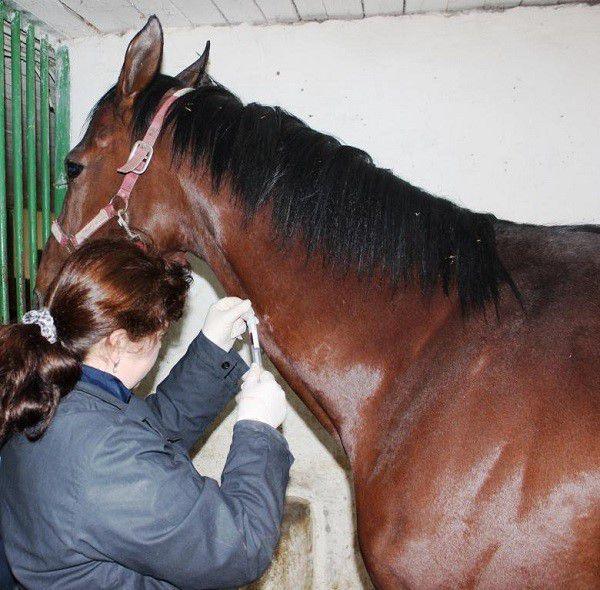 tractament amb cavalls