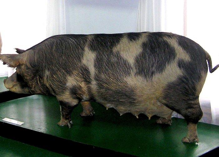 Миргородска пасмина свиња