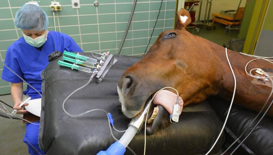 cirurgia de cavalls