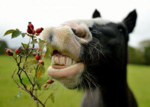 Čo môžete a nemôžete nakŕmiť koňa a pravidlá zostavovania stravy