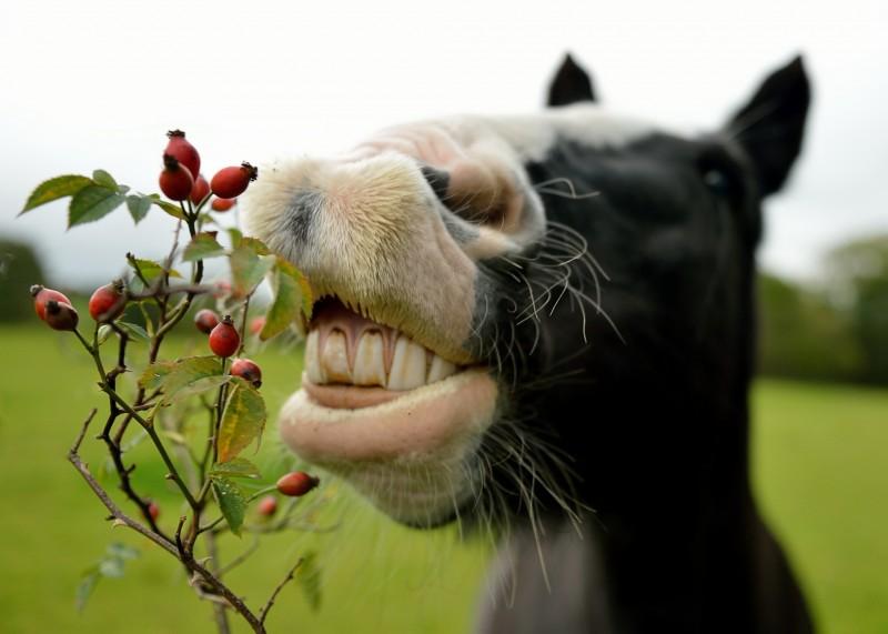 коњ једе