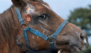 Qué enfermedades tienen los caballos, métodos de tratamiento y prevención.