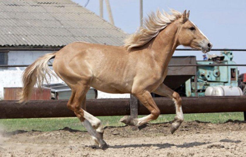 brown horse color
