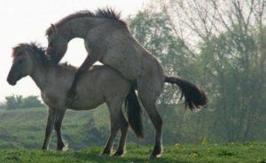How horses are inseminated and their benefits, pregnancy and labor
