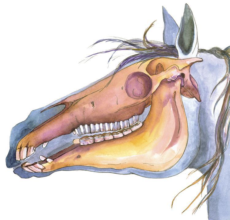 denti di cavallo