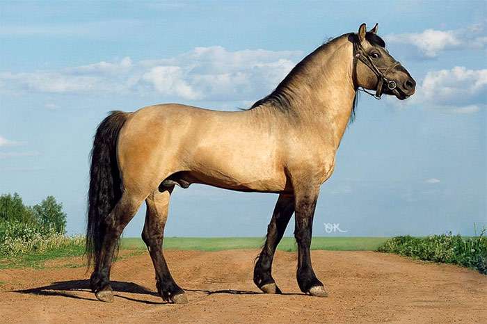 Vyatka άλογο