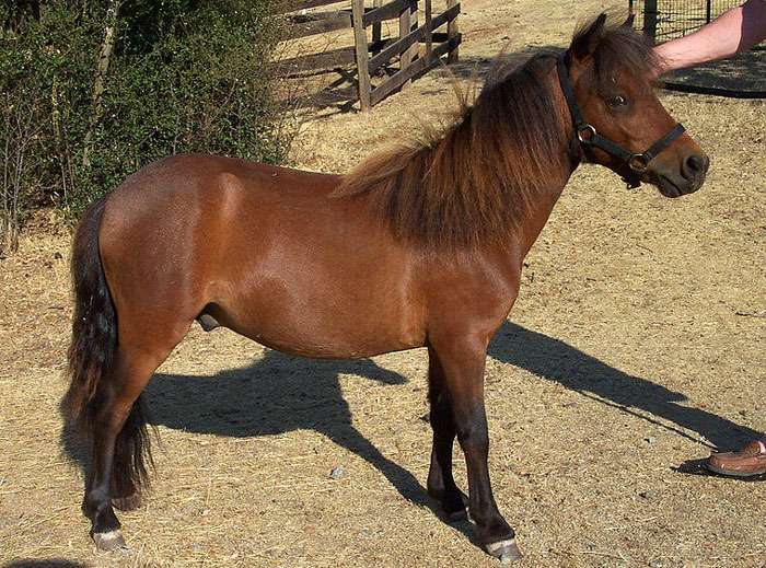 cavall falabella