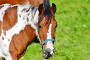 Beschrijving en symptomen van griep bij paarden, vaccinatieregels en preventie