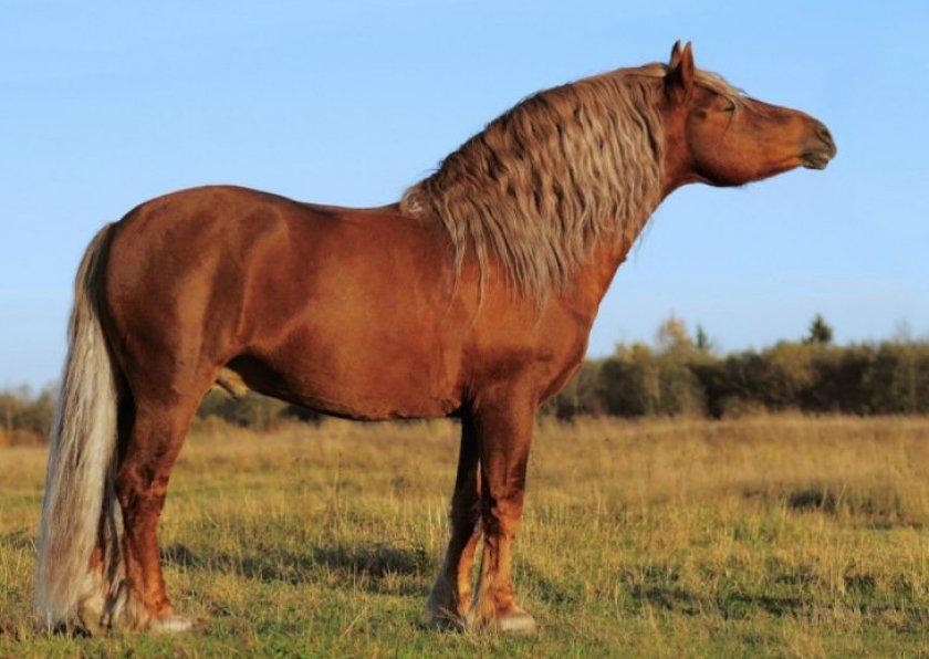 červený kôň