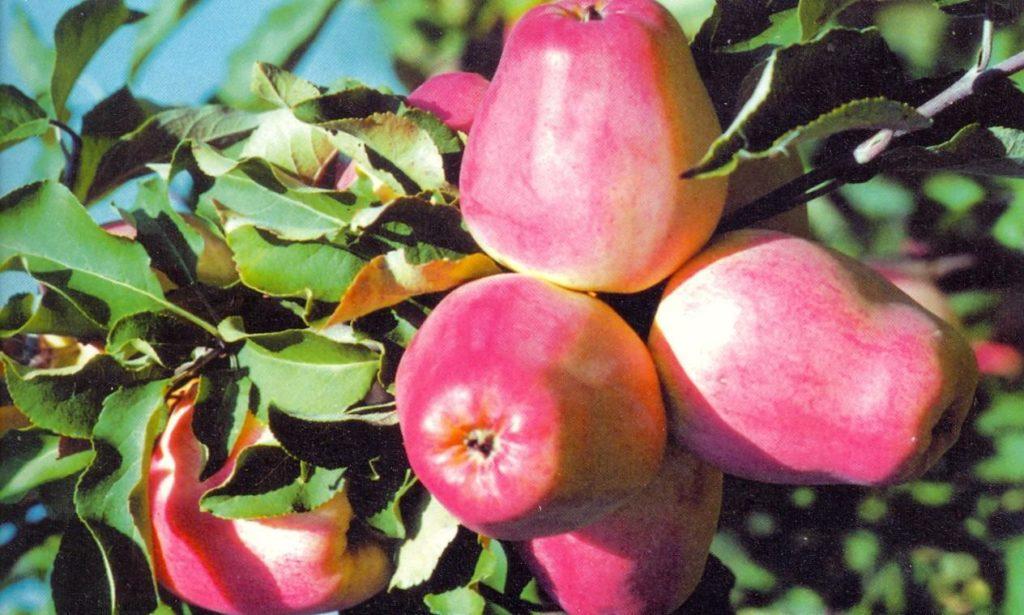 cây táo kandil orlovsky