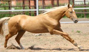 Caracteristicile și istoria originii cailor sărați