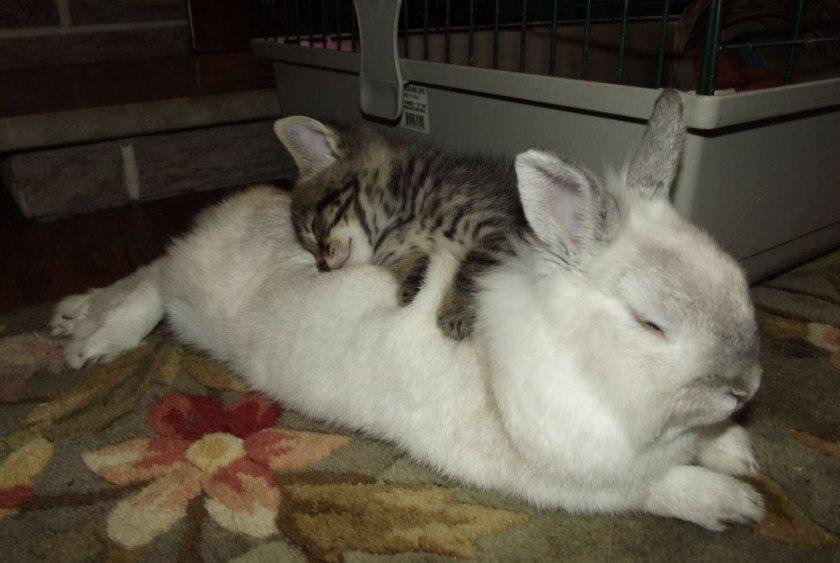 con thỏ đang ngủ