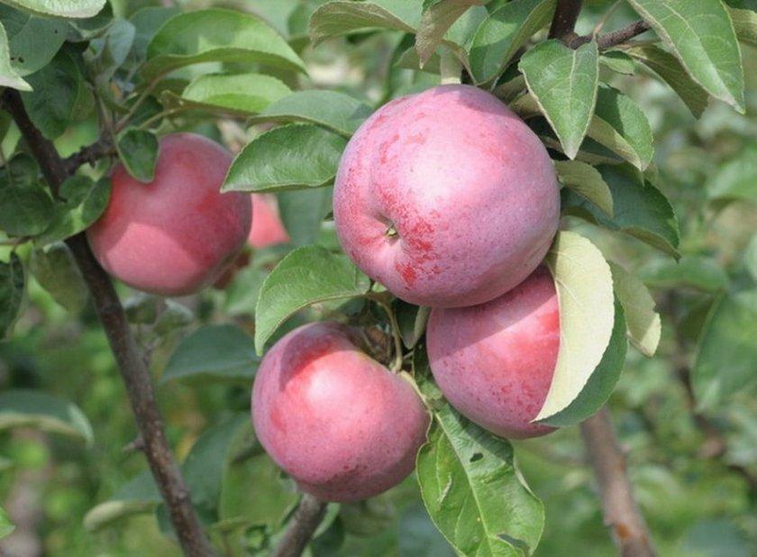 Apfelbaumgeschenk an den Grafen
