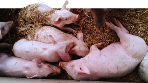 Symptomen en behandeling van salmonellose bij varkens, maatregelen ter preventie van paratyfus