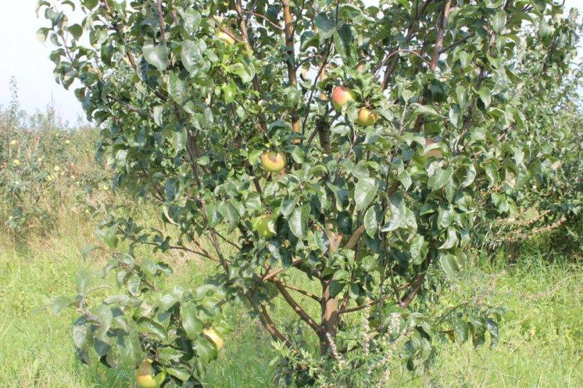 cây táo bryanskoe