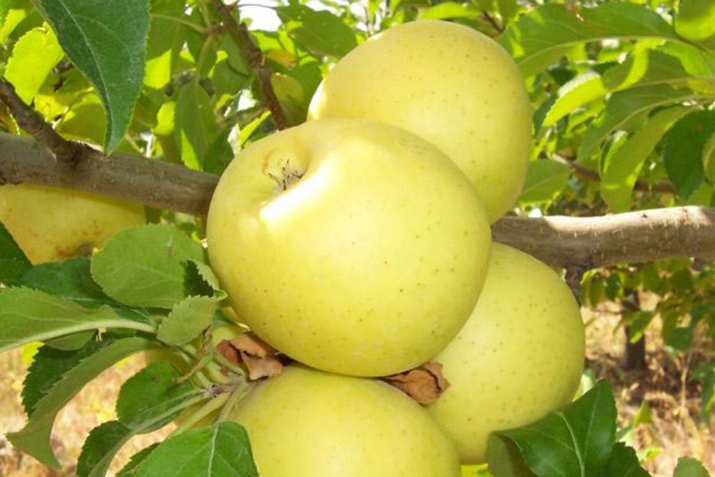 jabloň bryanskoe
