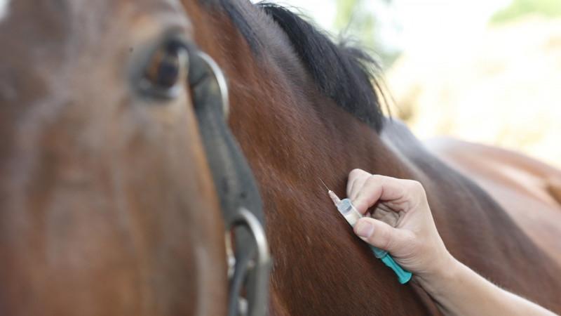 vakcína pre kone