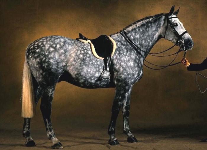 prekrasan konj