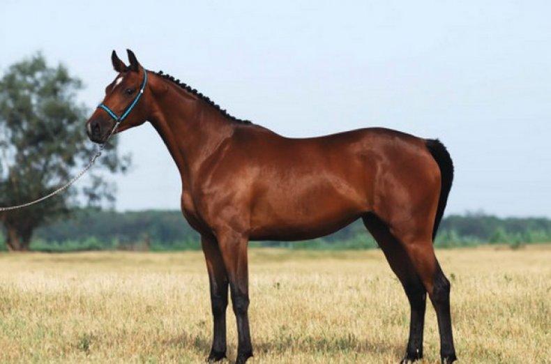 Trakehner kôň