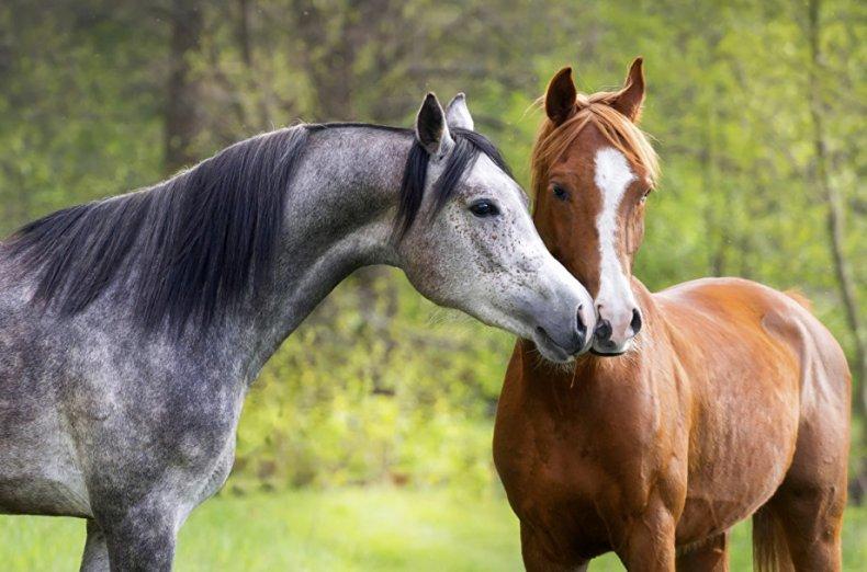 gražūs arkliai