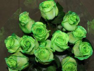 De bedste sorter af grønne roser, regler for dyrkning og pleje, en kombination