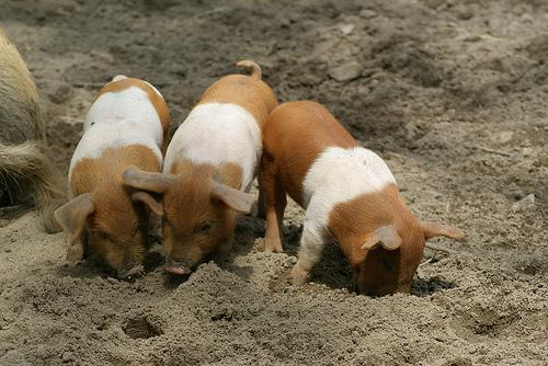 Danish Protest Pig