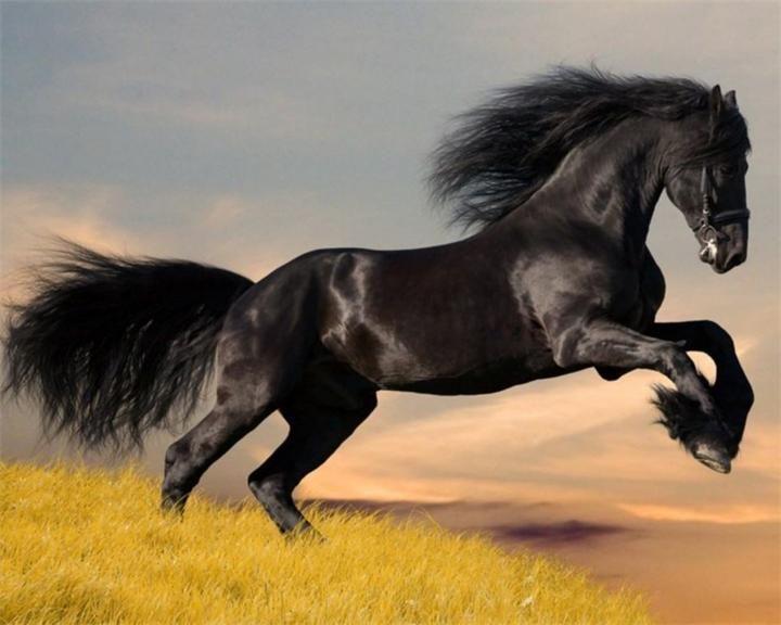 caballo arabe