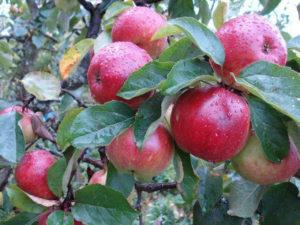 Antey obelų aprašymas ir savybės, sodinimo ir priežiūros taisyklės