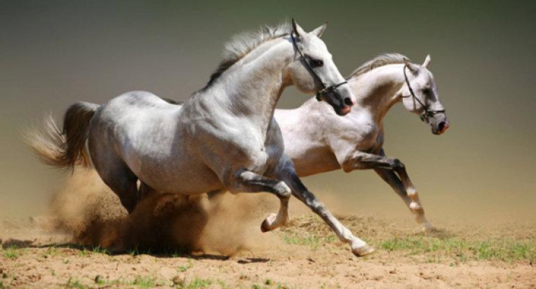 Jalil zirgs