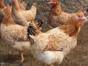 Tsarskoje Selo viščiukų veislės aprašymas ir savybės, priežiūros taisyklės