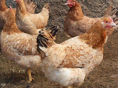 Rasa kurczaków Carskie Sioło