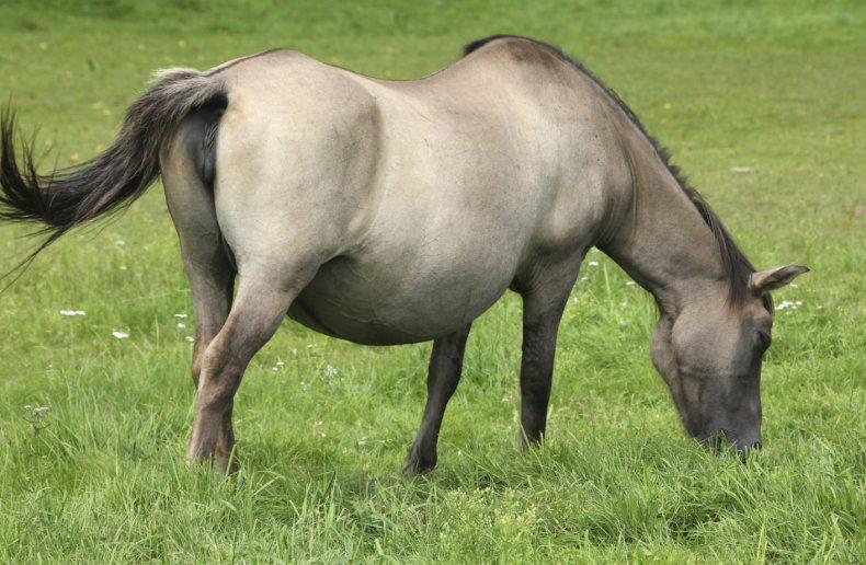 gravid häst