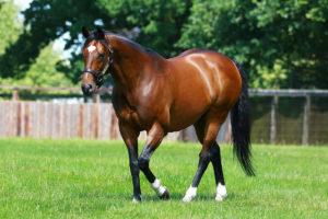 How much can a purebred and ordinary horse and the most expensive breeds cost?