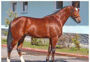 Beschrijving en regels voor het houden van paarden van een drafras, toepassing en kosten