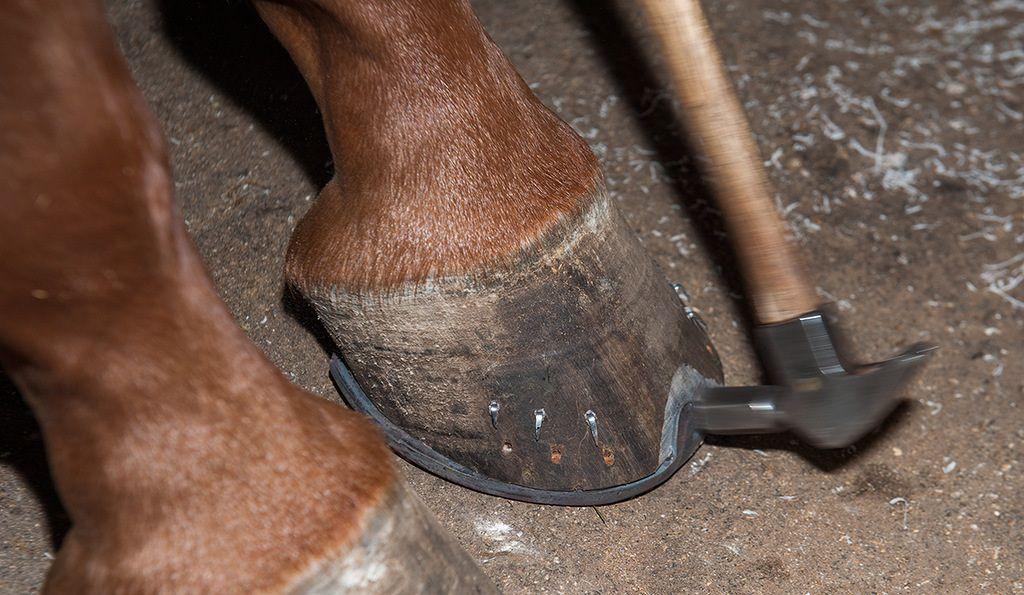 obuv pre kone
