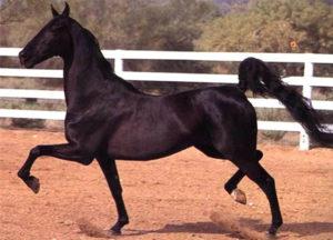 What does a horse amble and the best breeds mean, features of such horses