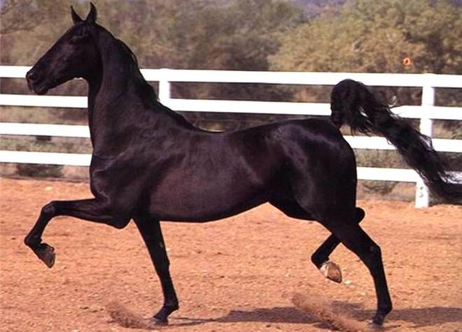 ένα όμορφο άλογο