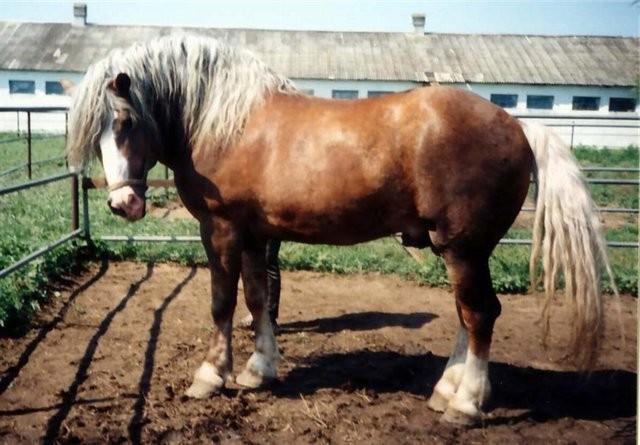 Sovjetska teška vučna pasmina konja