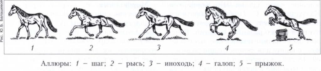 chôdze koní