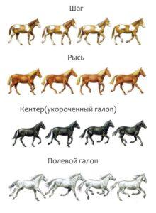 What are the types of horse gaits and their differences, additional recommendations