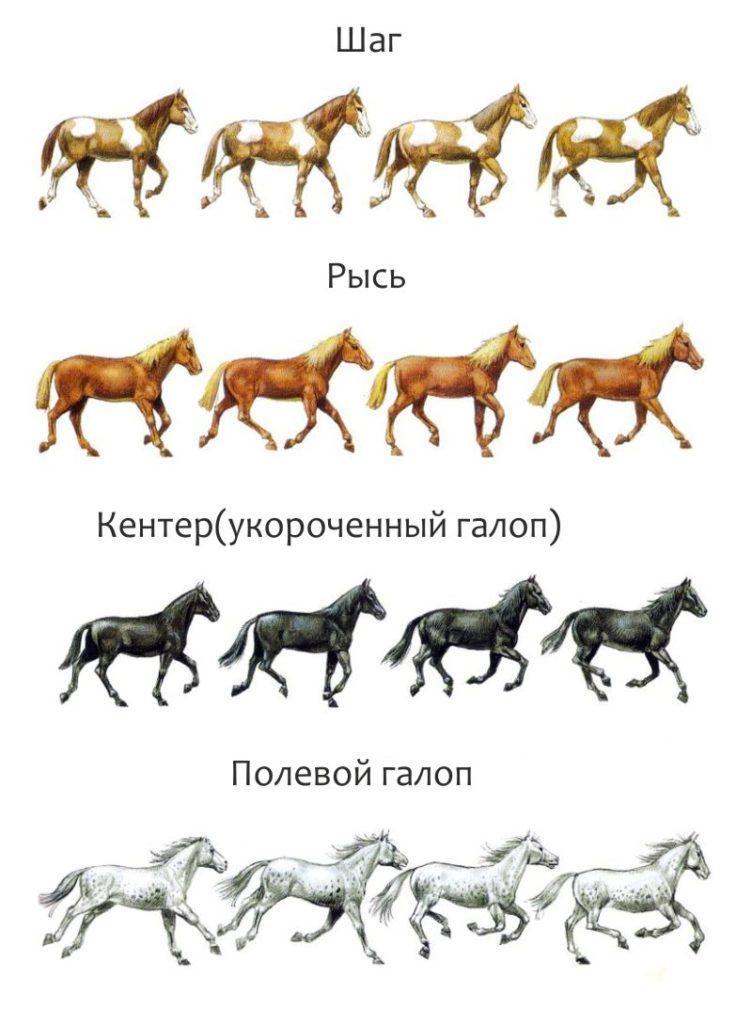 horse gaits