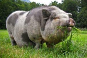 Mirgorod cinsinin domuzlarının tanımı ve özellikleri, içeriğin özellikleri