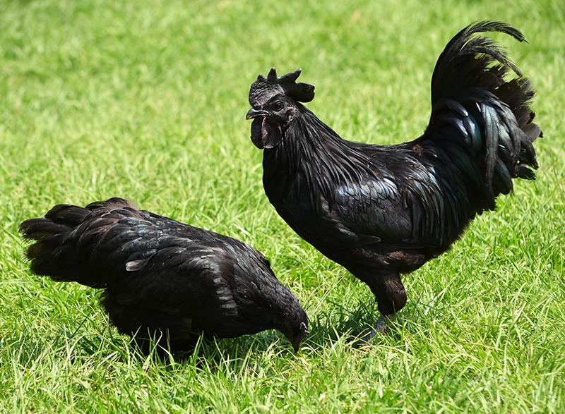 čierne kurčatá